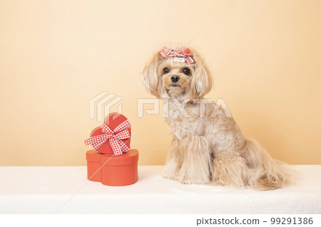 red box gift and chiwapoo 99291386