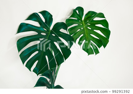 Beautiful Swiss cheese plant or Monstera deliciosa close-up on the light background, urban jungle and minimalism concept, tropical leaves background 99291392