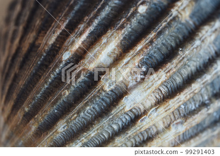 A brown seashell as a natural background, macro shot, shallow DOF 99291403
