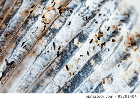 A macro shot of a seashell as a natural background, shallow DOF A macro shot of a seashell as a natural background, shallow DOF 99291404