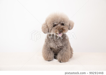 白色背景下微笑的玩具貴賓犬 99291448