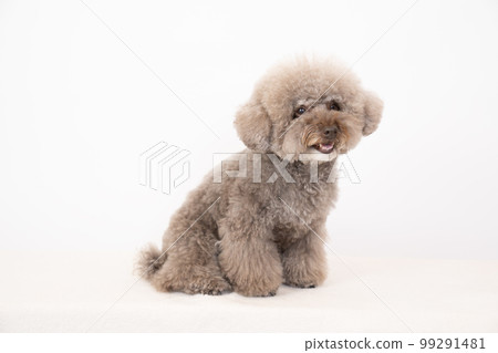 白色背景下微笑的玩具貴賓犬 99291481