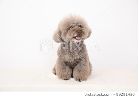 Toy poodle smiling with a white background Toy poodle smiling with a white background 99291486
