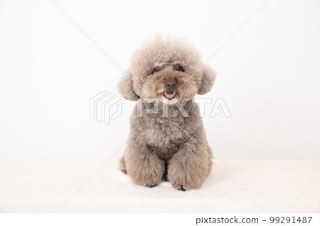 Toy poodle smiling with a white background Toy poodle smiling with a white background 99291487