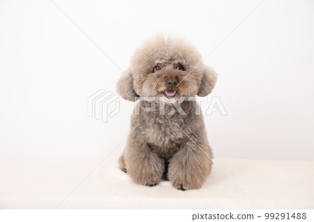 Toy poodle smiling with a white background Toy poodle smiling with a white background 99291488