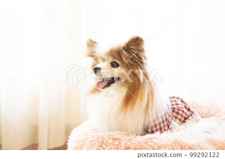 Papillon laughing in bed by the window Papillon laughing in bed by the window 99292122