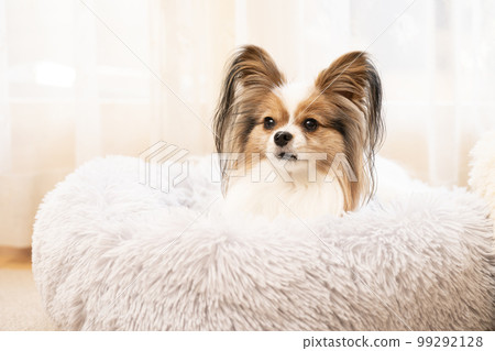 Papillon laughing in bed by the window 99292128