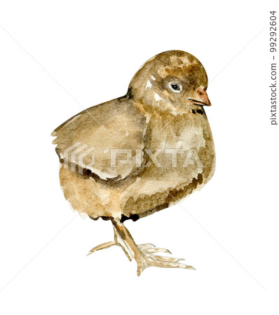 Watercolor hand drawn yellow chicks . Watercolor illustration of hen. Hand drawn with watercolour on a white background. Perfect for wedding invitation, greetings card, posters. 99292604