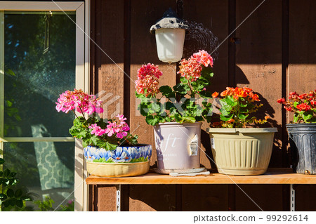 Shelf with flowers in pots on outside of home Shelf with flowers in pots on outside of home 99292614