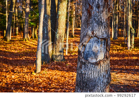 Focus on tree bark in woods with golden leaves covering ground near sunset 99292617