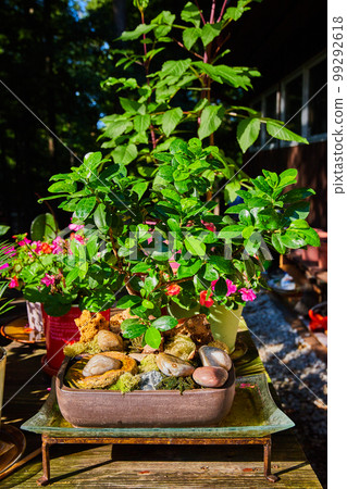 Zen plants in pots in rustic garden Zen plants in pots in rustic garden 99292618