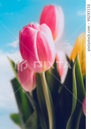 Bunch of Colorful Tulips Bunch of Colorful Tulips 99293158