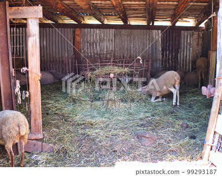 a flock of sheep in a wooden pen a flock of sheep in a wooden pen 99293187