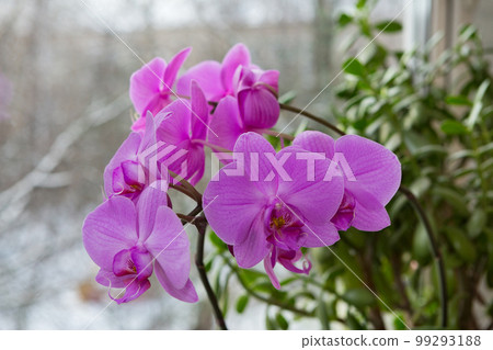 Branch of a blooming orchid on the window Branch of a blooming orchid on the window 99293188