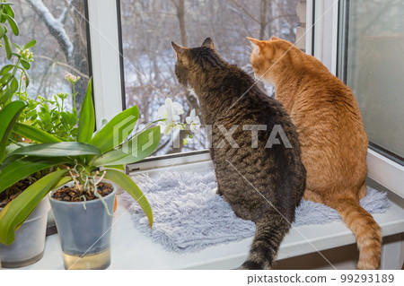 Two cats are sitting on the windowsill Two cats are sitting on the windowsill 99293189