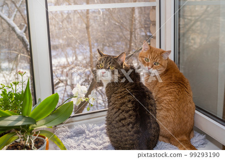 Two cats are sitting on the windowsill Two cats are sitting on the windowsill 99293190