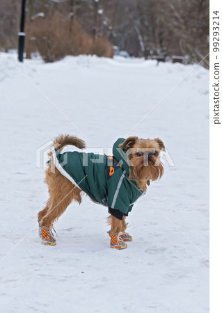 Brussels Griffin dog walks in winter 99293214