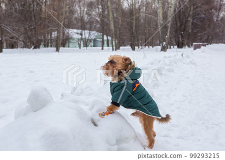 Brussels Griffin dog walks in winter 99293215