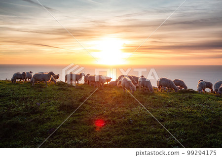 Herd of Sheep on the green grass by the Sea Coast. Sardinia, Italy. 99294175