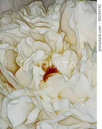 Peony Flower 99294542