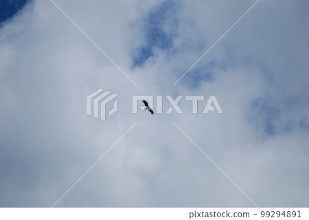 捕食鳥的剪影 99294891