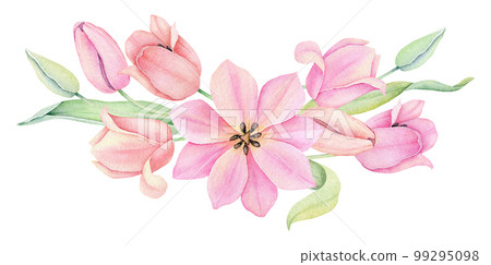 Watercolor pink tulip. Spring flowers isolated... - Stock Illustration ...