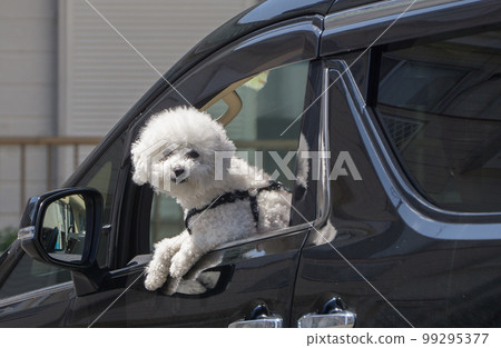 Toy poodle sticking its head out of the car window Toy poodle sticking its head out of the car window 99295377