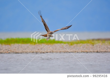 風箏抓魚 99295416