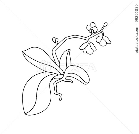 Orchid plant flower Orchid plant flower 99295859