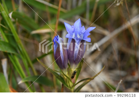 The purple flowers and buds that grow in wetlands are beautiful in rows. 99296118