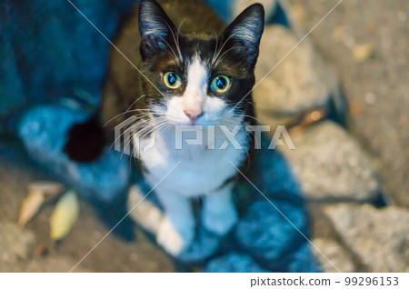 A stray cat living in a moonlit forest 99296153