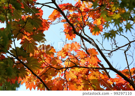 Autumn leaves Itai yadder maple 99297110