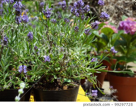 Lavender flowers Lavender flowers 99297728