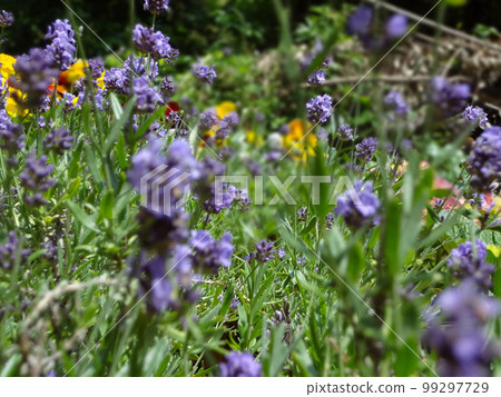 Lavender flowers Lavender flowers 99297729