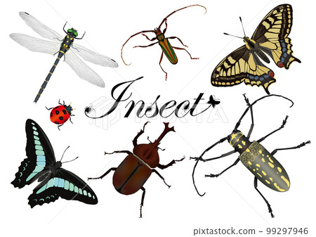 鳳蝶 牙買加犀金龜 蟲子 99297946