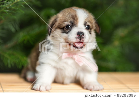 Cute smiling female puppy of welsh pembroke corgi dog breed at nature. Selective focus 99298099