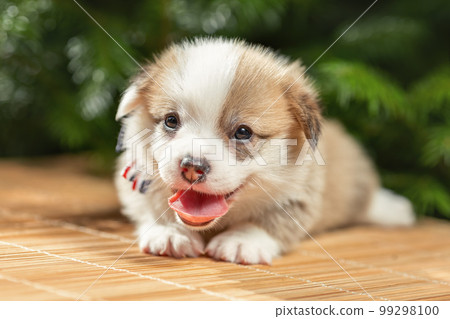 Cute little puppy of welsh corgi pembroke dog breed with tongue out lying down outdoors at summer nature Cute little puppy of welsh corgi pembroke dog breed with tongue out lying down outdoors at summer nature 99298100