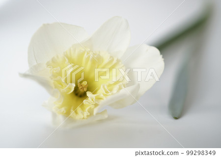 Narcissus pollen Electron micrograph (subject) Narcissus pollen Electron micrograph (subject) 99298349