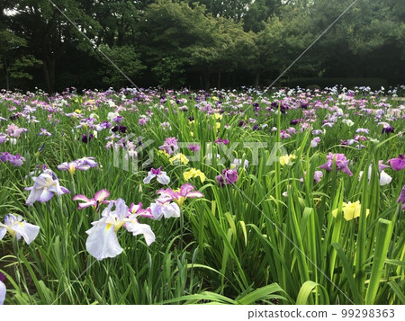 Blooming iris flowers 99298363