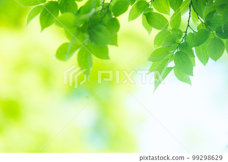 清新的春芽新綠 清新的春芽新綠 99298629