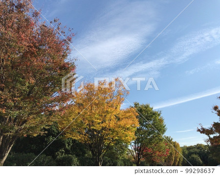 Autumn leaves and autumn sky 99298637