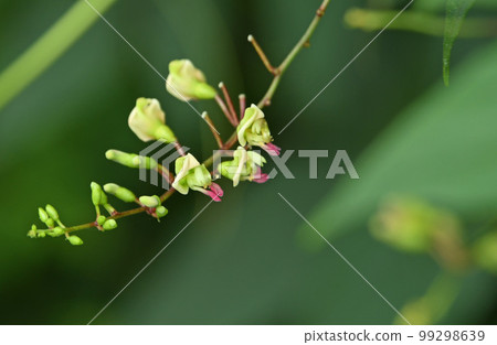 A cute hodoimo that grows on the edge of a forest and has pale yellow flowers with pale pink tips. A cute hodoimo that grows on the edge of a forest and has pale yellow flowers with pale pink tips. 99298639