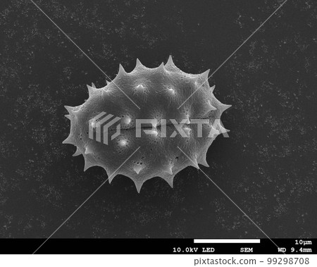 Matricaria pollen Electron micrograph 99298708