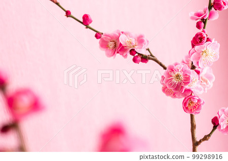 紅梅梅花寫真素材 99298916