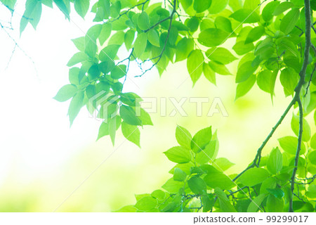 Refreshing spring sprouts Fresh green 99299017