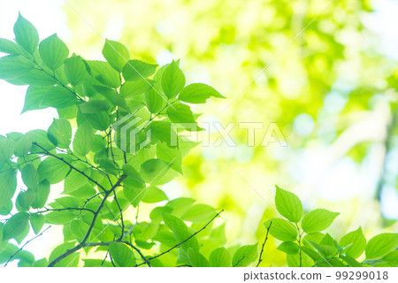 清新的春芽新綠 99299018