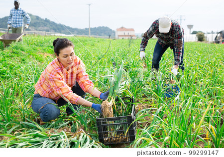 Portrait of woman farmer picking spring garlic Portrait of woman farmer picking spring garlic 99299147
