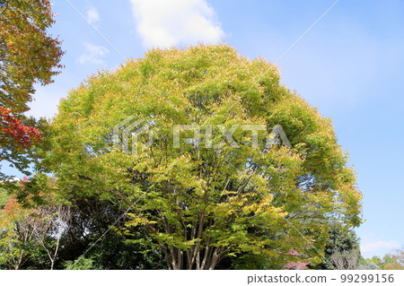 Zelkova leaves changing color 99299156