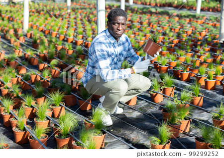 African american farmer inspects a decorative feather grass African american farmer inspects a decorative feather grass 99299252