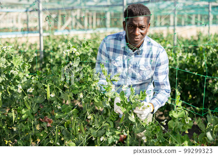 African american man tying leguminous plants to netting 99299323